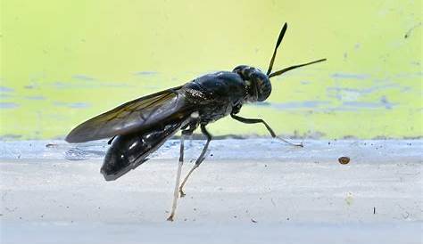 La mouche soldat noire - Diptères - Quel est cet animal