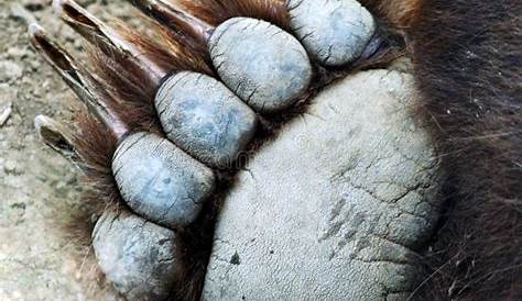 Le Plan Rapproché De La Patte D'ours Photo stock - Image du objets