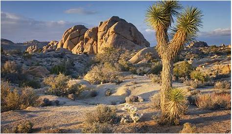 Joshua Tree National Park Has Reopened, Here's What You Need To Know