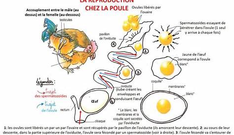 reproduction_oiseaux_cycle3 | Cycle de vie, Poule, Poules et poussins