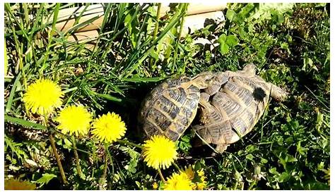 Envisagez la reproduction des tortues de terre dans de bonnes