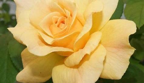 La rosa amarilla de Texas (Yellow rose of Texas) - YouTube