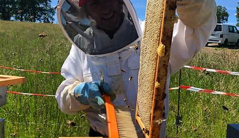 Travail D'abeilles De Miel Dans La Ruche Image stock - Image du
