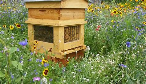 Plus tard, la ruche s'est développée, elle est mise en production. | Honung