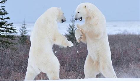 Replay Terres de glace, Terres de glace La saison des ours du FRANCE 5