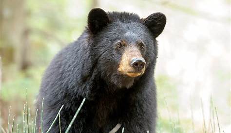Ours noir : poids, taille, longévité, habitat, alimentation - Diconimoz
