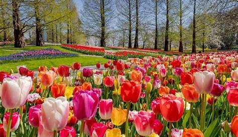 La saison des tulipes - Plant & Nature Photos - Là où le vent me mène
