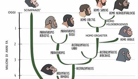 La timeline dell'evoluzione dell'uomo | Evoluzione, Timeline, Scienze