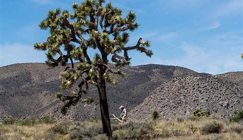 Best times to visit Joshua Tree National Park • James Kaiser