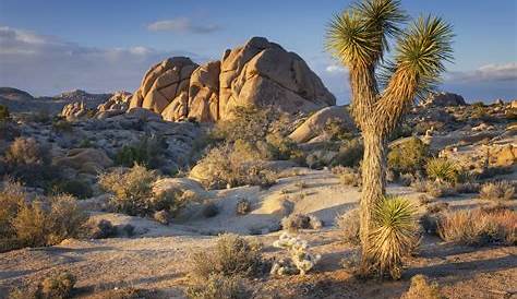Road Trip From Los Angeles To Joshua Tree National Park - LazyTrips