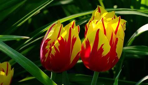 La magie des tulipes - La terre est un jardin