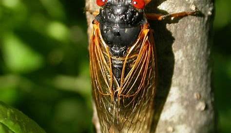 Les nombres premiers dans la protection de la vie des insectes : Cas