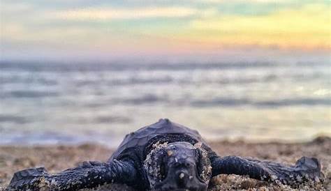 Cycle de vie des tortues marines | Récif et Plongée