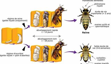 Cycle de vie de l\'abeille
