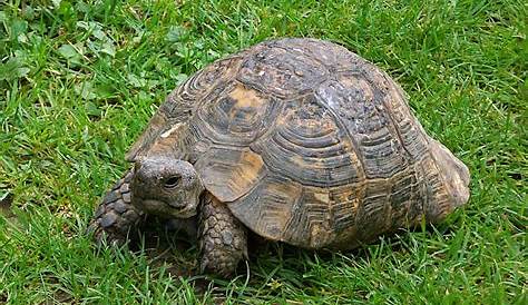 Épinglé sur Turtles & Tortoises (Testudines)