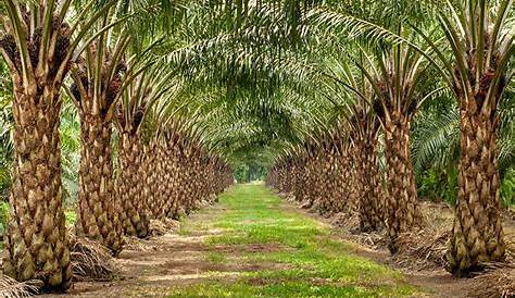 ladang kelapa sawit in english - Joanne Langdon