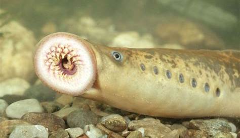 Lamprey Fish Size Fresh Stock Photo Alamy