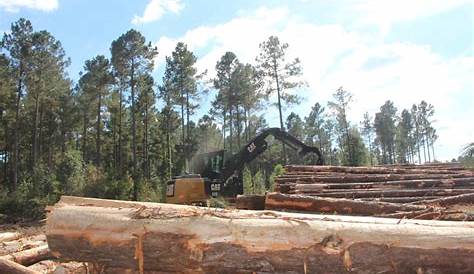 Timber Harvesting | East Texas, Atlanta & Tyler, TX | Timberline Forestry