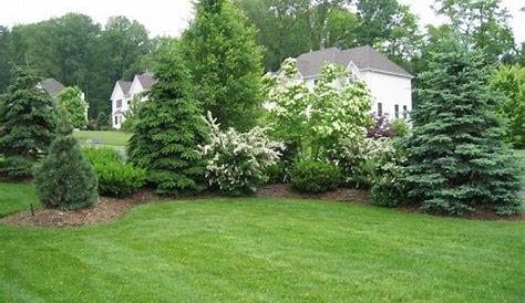 Landscaping Trees For Privacy