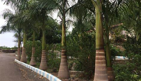 Landscaping Trees In India