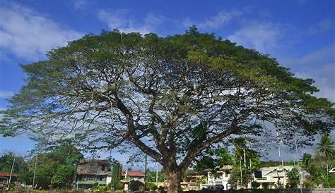 Landscaping Trees Philippines
