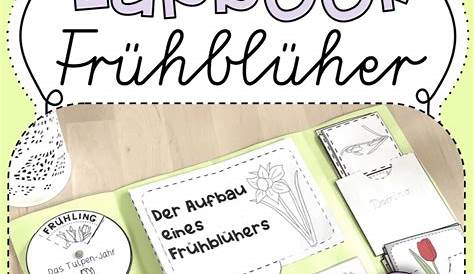 Frühblüher-Lapbook der Klasse 1a | Städt. Kath. Grundschule Wiesenstraße