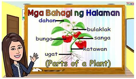 MGA BAHAGI NG HALAMAN | PARTS OF A PLANT - YouTube