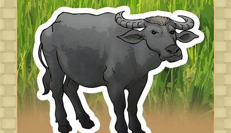 carabao pictures clip art 20 free Cliparts | Download images on