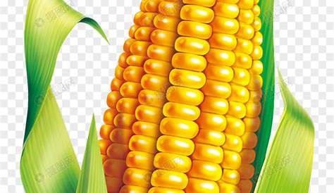Sweet Corn PNG File | PNG Mart