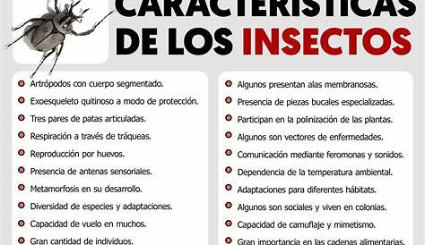 Los insectos | Animalator A00 | Clasificacion de insectos, Nombres de