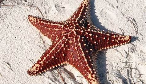 ¿Cómo se reproducen las estrellas de mar? - Curiosoando