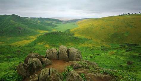 Biodiversity and Natural Beauty at Lomas de Lachay National Reserve