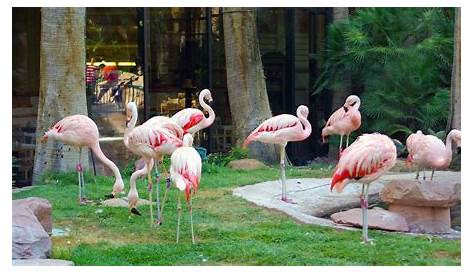 several pink flamingos are standing around in their habitat