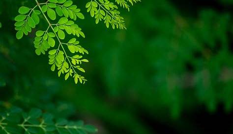 Foto stok gratis tentang batang, daun-daun hijau, latar belakang biru