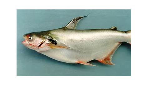 Ikan Patin: Ciri Ciri, Cara Berkembang Biak, Kandungan Gizi, Umpan Patin