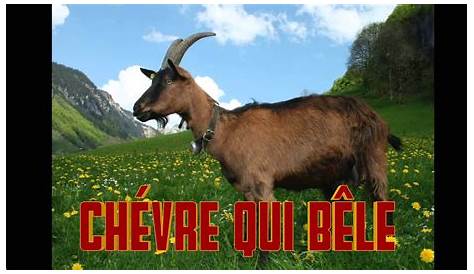 Chèvre qui bêle - Cri de la chevre - Verso della capra - Goat sound