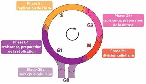 La régulation du cycle cellulaire : introduction générale | RN’ Bio