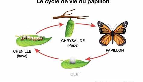 Cycle de vie : définition, biologie, commerce, produit sur AquaPortail