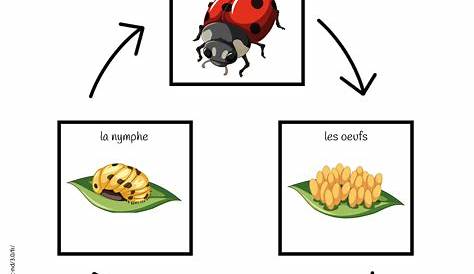 Le cycle de vie de la coccinelle - Un de plus