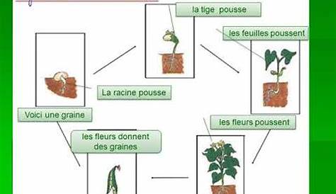 La classe de Laura: Le cycle d'une plante