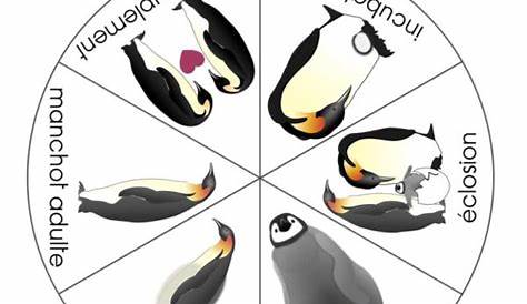 FRENCH {Penguin life cycle}/ Le cycle de vie du manchot | TpT