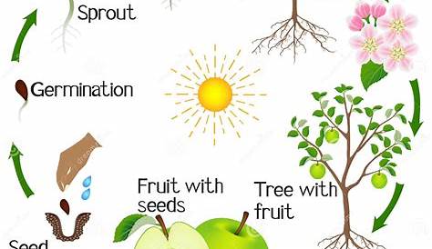 cycle de vie d'un pommier. fleur, graines, fruit, germe, graine et