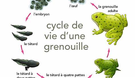 Le Cycle De Vie De La Grenouille | Jardin De Vicky intérieur Cycle De