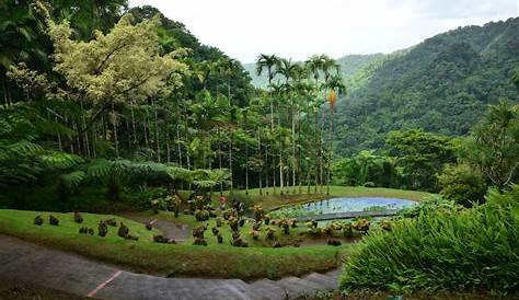 Un jardin extraordinaire [Le jardin de Balata en Martinique