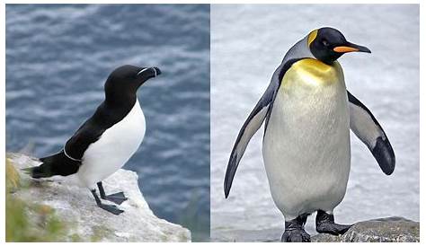 Différence entre pingouin et manchot : la méthode inratable pour enfin
