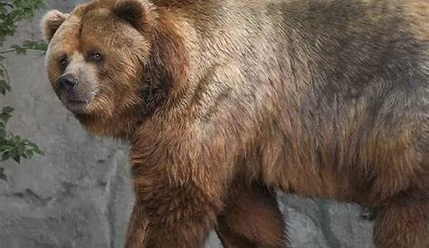 L'incroyable histoire de Jimmy, l'énorme ours kodiak qui vit avec un