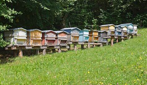 Rucher Ecole du Cheminot Section de Montluçon et sa région: Le rucher