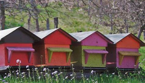 Le rucher école | Apiculteurs du Canton de Cernay et Environs