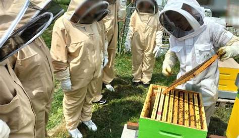 Découvrir l’apiculture au rucher du moulin d’Eschviller – Atelier – Aile²