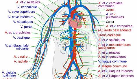 Le Schema De Lappareil Circulatoire Double Appareil Illustration Vecteur